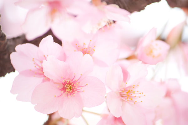 心弾む春の香り【桜コレクション】が2/17（金）より発売開始！